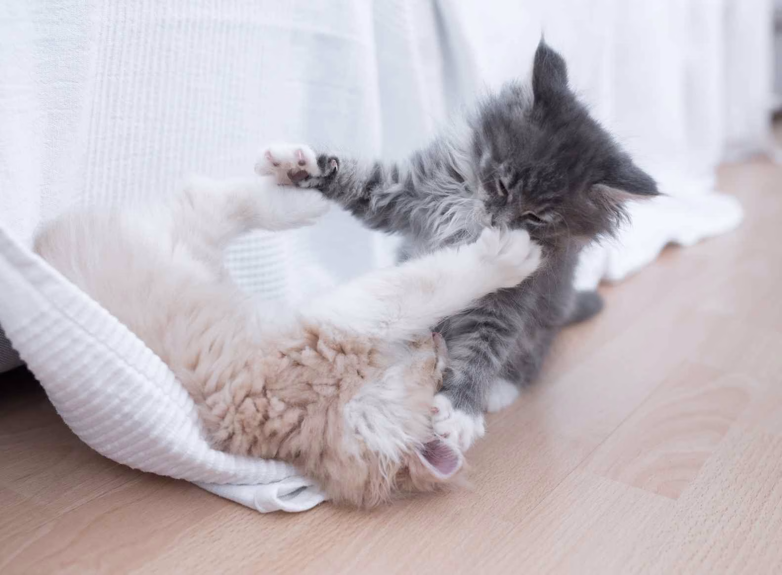 co-regulation kittens two kittens play fighting